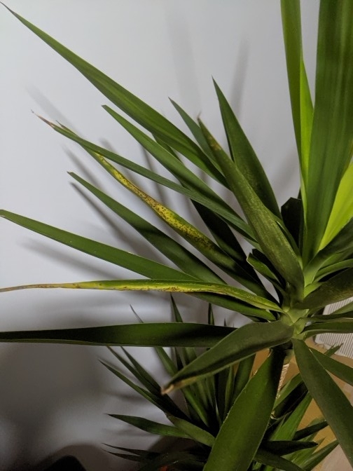 請問我的尤加怎麼了？葉子一直變黃