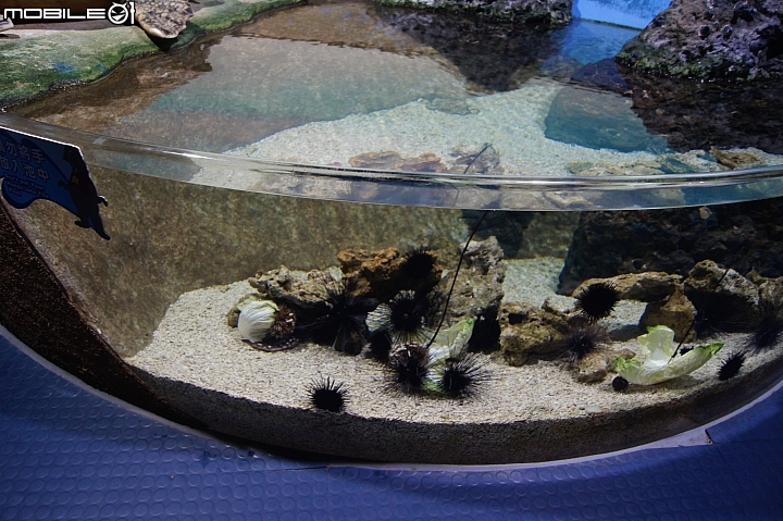 花蓮海洋公園