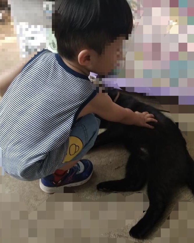 預計生完要去月子中心，貓咪怎麼辦？