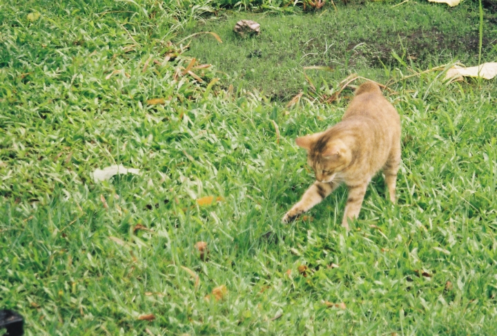 [Stylus ZOOM 140][Big Mini]颱風假[Kodak 200]