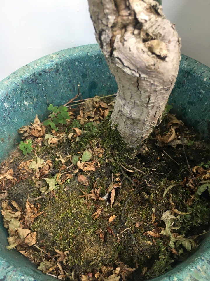 楓樹盆栽又枯葉