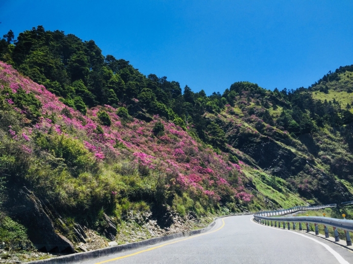 南投ll帶著爸媽旅行趣。明琴清境莊園住一晚。合歡山看高山杜鵑