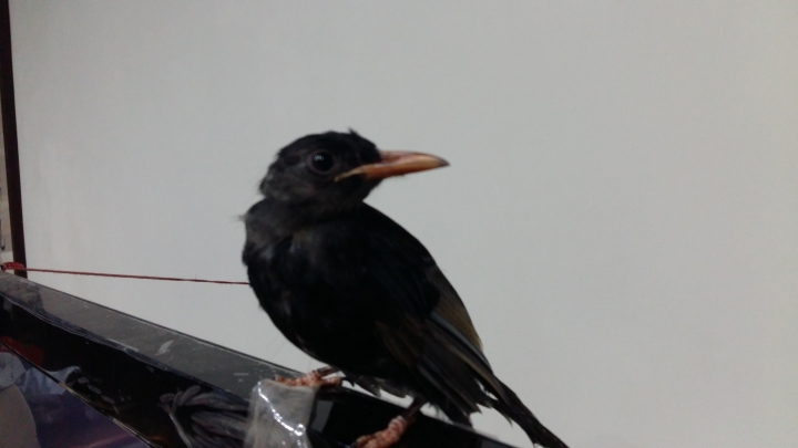 請問一下這是什麼鳥?