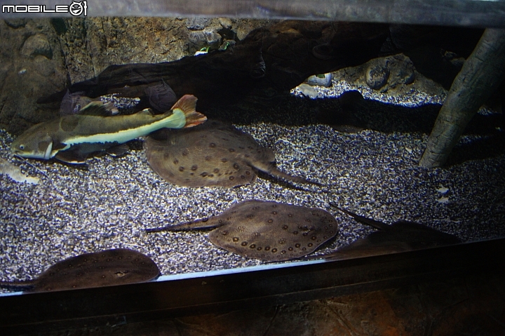 花蓮海洋公園