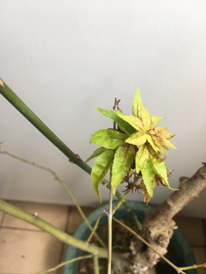 楓樹盆栽又枯葉