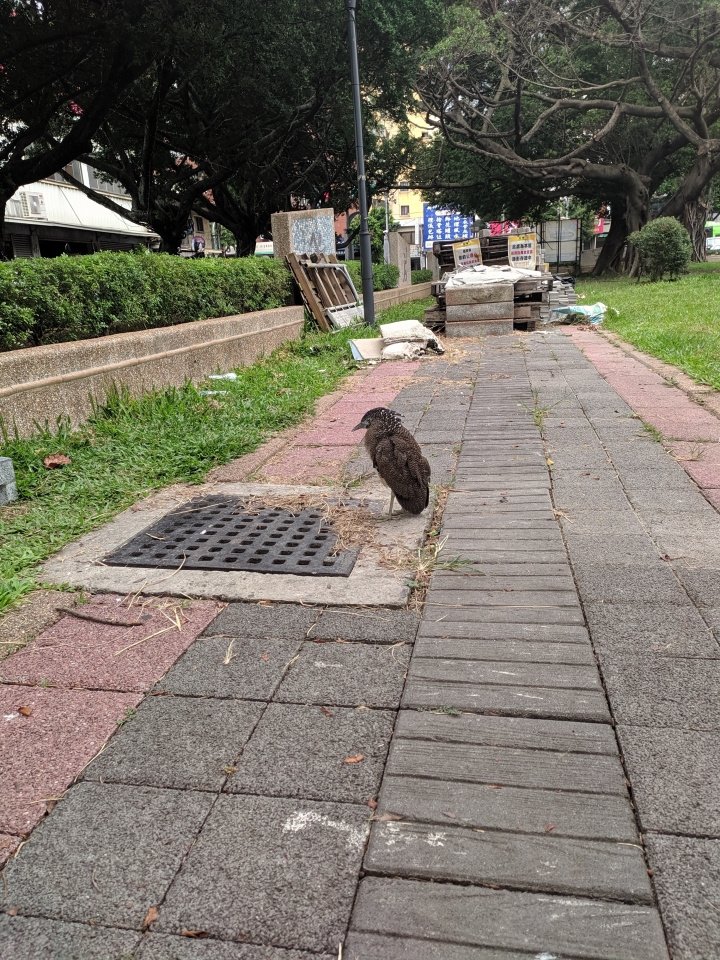 黑冠麻鷺