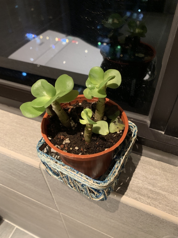請問植物名稱及如何照顧