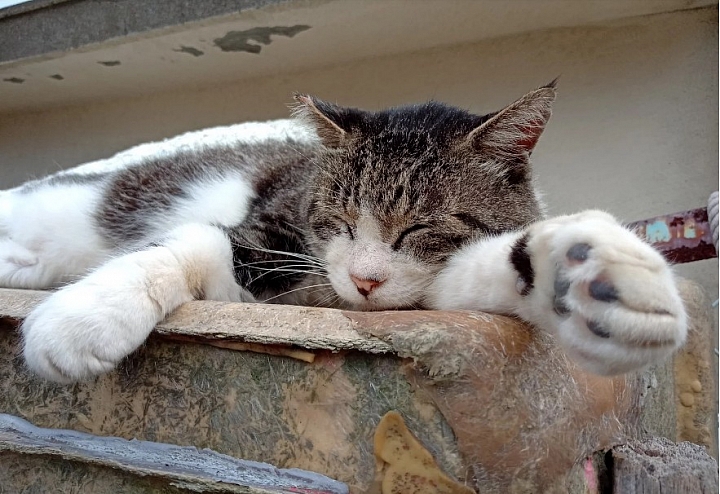 滿滿滿滿的喵星人！