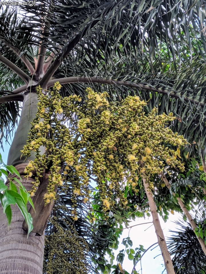 翠盧莉 台南市東區平實公園 08/30