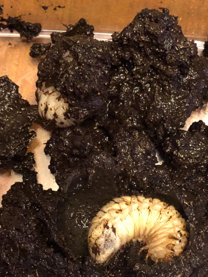 盆栽抓到雞母蟲，是什麼甲蟲？