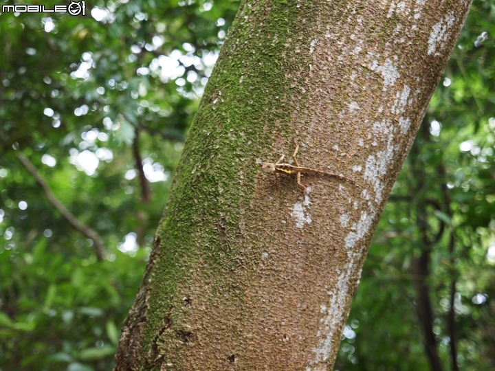 恐龍小妹的九芎湖遊記