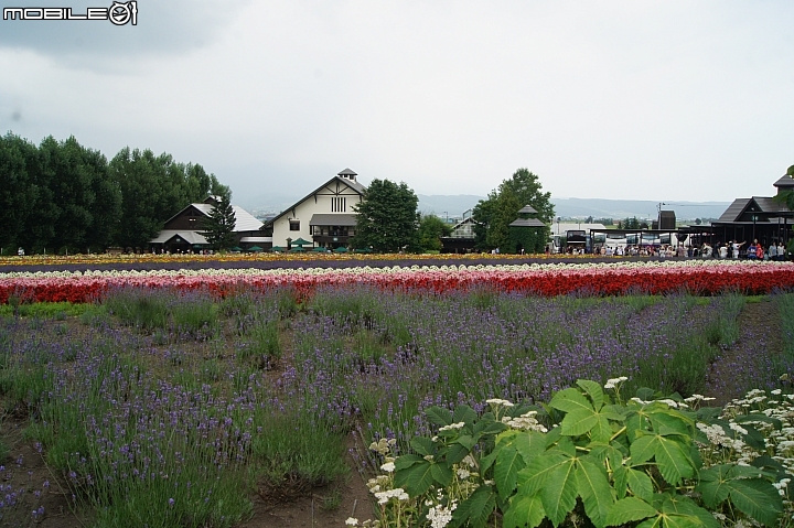 [北海道]富良野     富田農場
