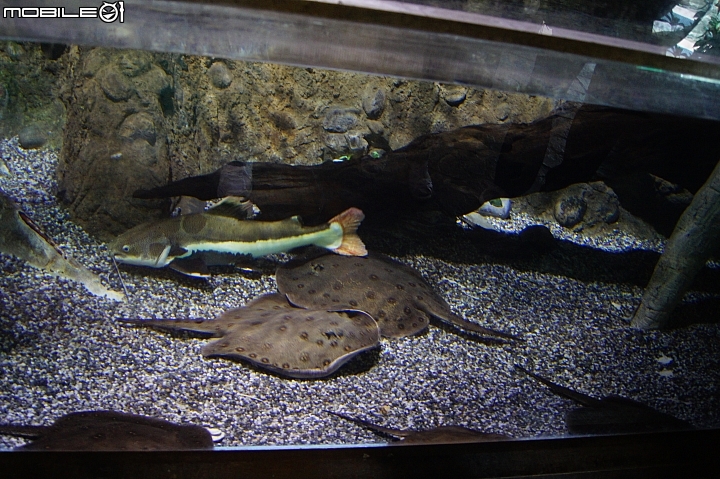 花蓮海洋公園