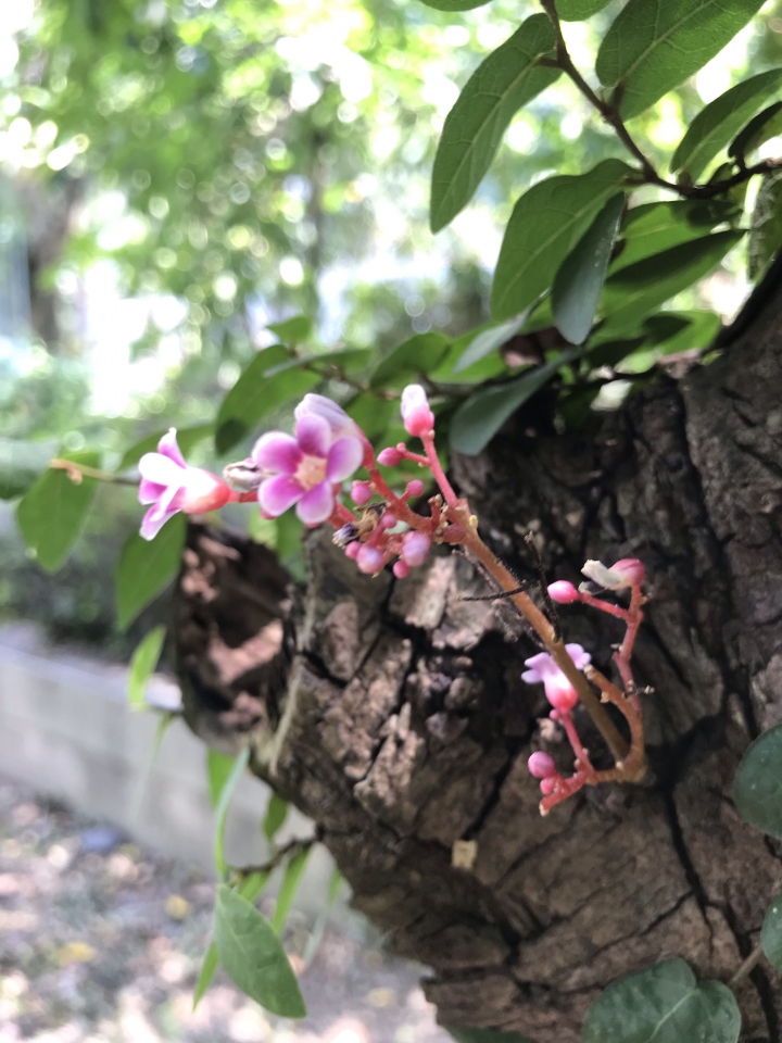 楊桃樹