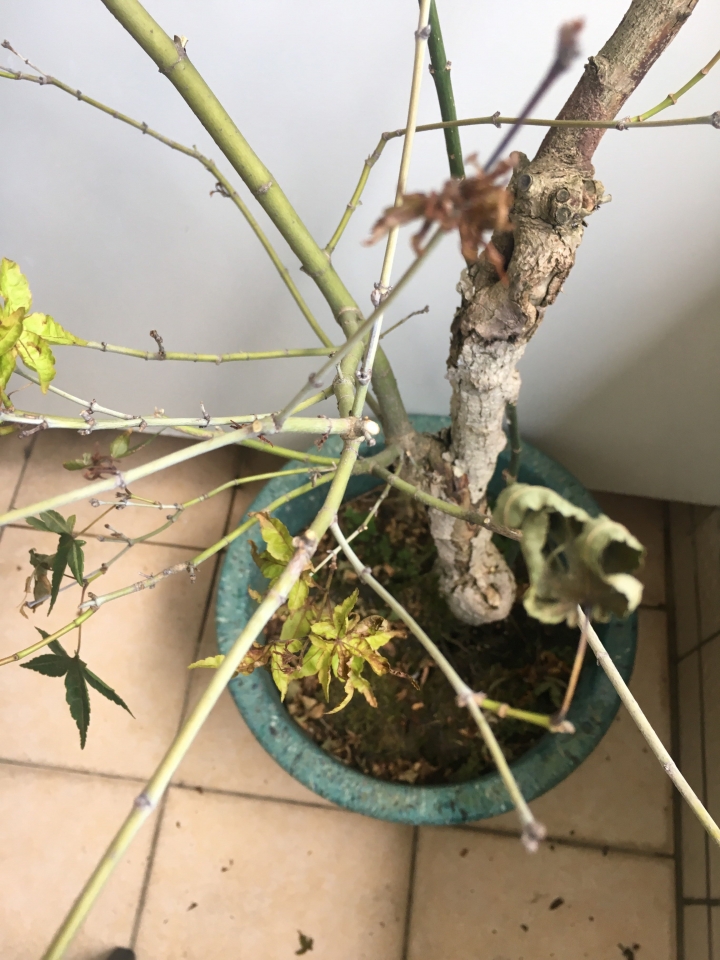 楓樹盆栽又枯葉