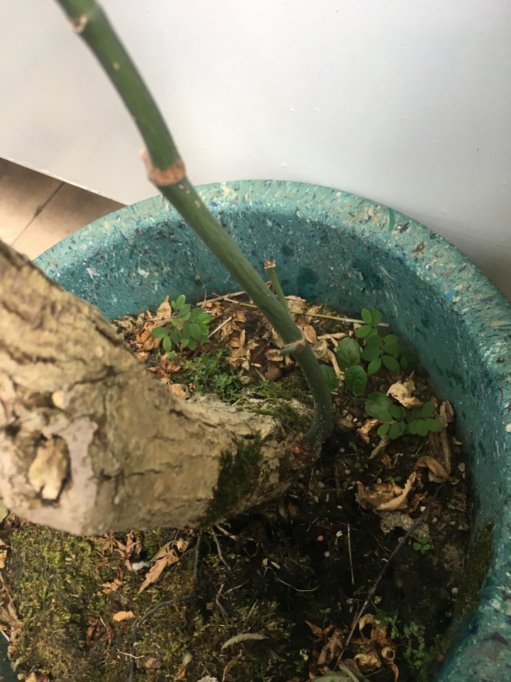 楓樹盆栽又枯葉