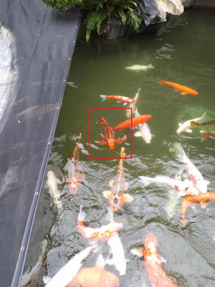 錦鯉池裡的怪魚