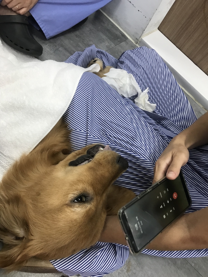 8/31更～台中哈囉彼得動物醫院 醫死我的寶貝 得不到合理解釋 業者一直逃避