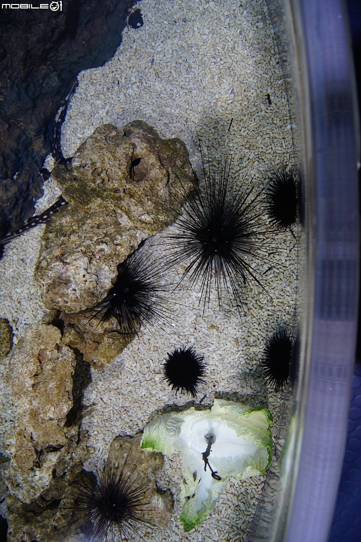 花蓮海洋公園