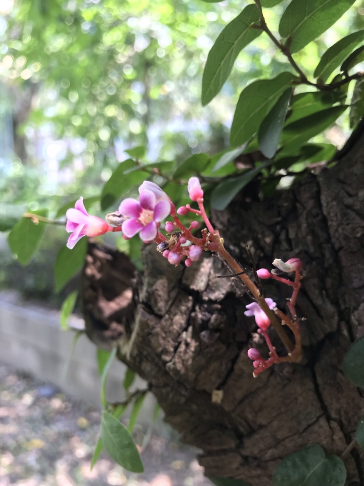 楊桃樹