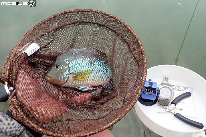 颱風後釣魚沒摃龜!但心情並不開心!(為本土魚種憂心~sorry~有點嘮叨!)