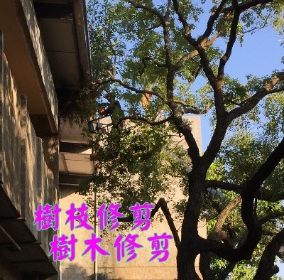 應該要怎麼修樹才會蚊子不會來呢?