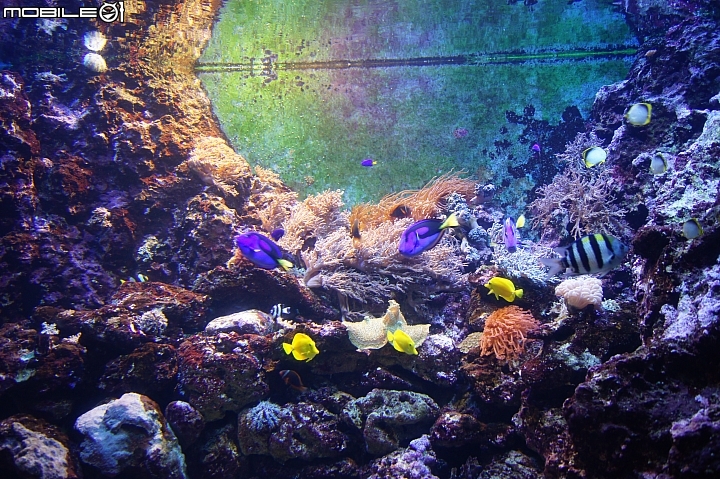 花蓮海洋公園
