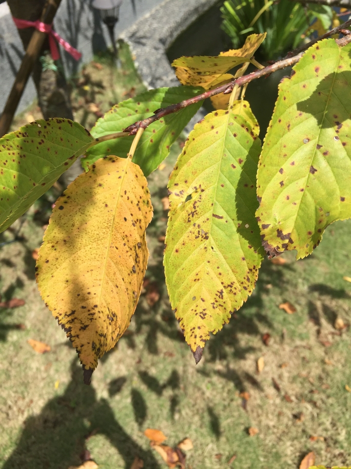 河津櫻每年7月就開始落葉，是因為高溫的關係嗎？