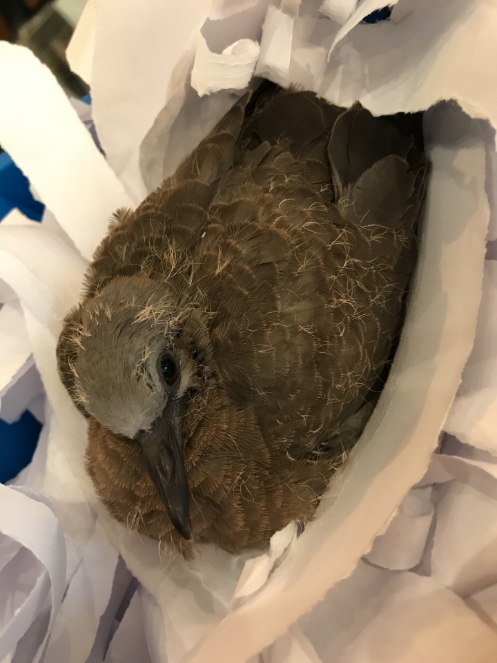 怎麽辦？我撿到這種鳥....