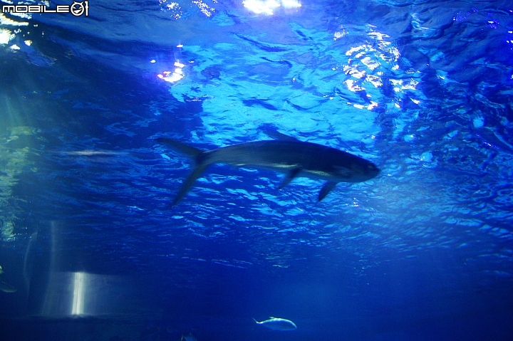 花蓮海洋公園