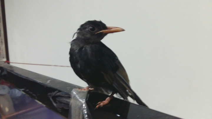 請問一下這是什麼鳥?