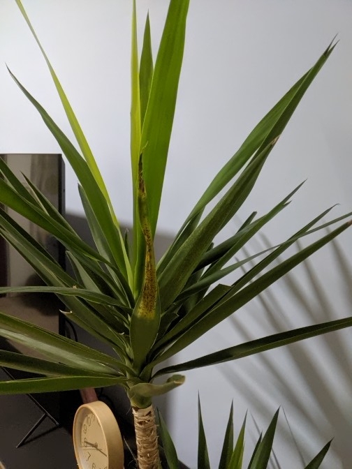 請問我的尤加怎麼了？葉子一直變黃