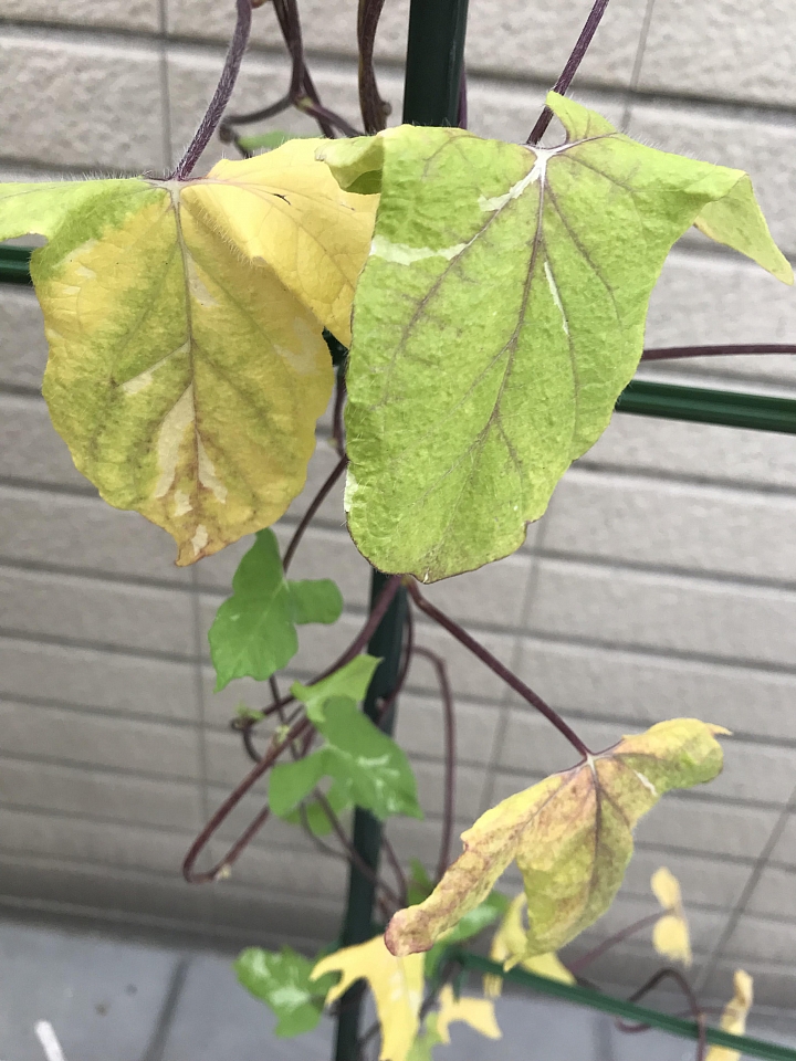 朝顏(牽牛花)生病了，請問大家意見