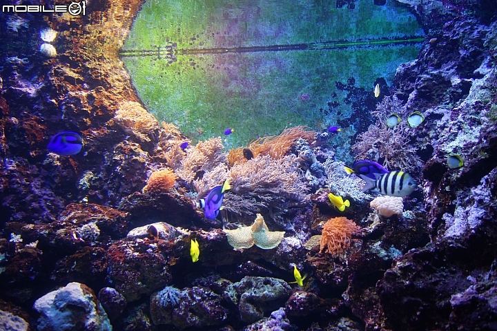 花蓮海洋公園