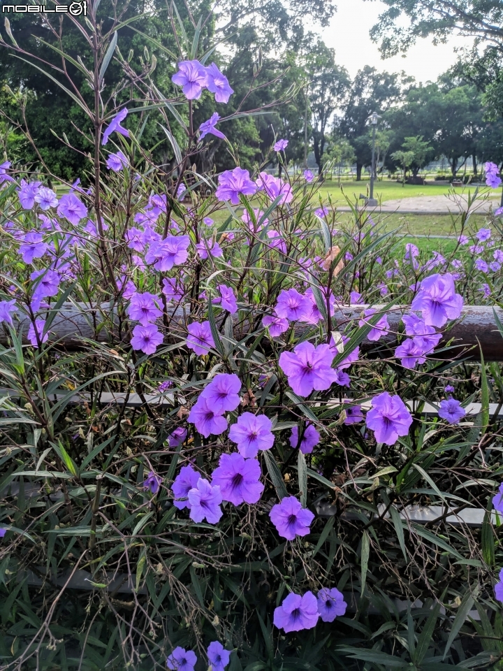 翠盧莉 台南市東區平實公園 08/30