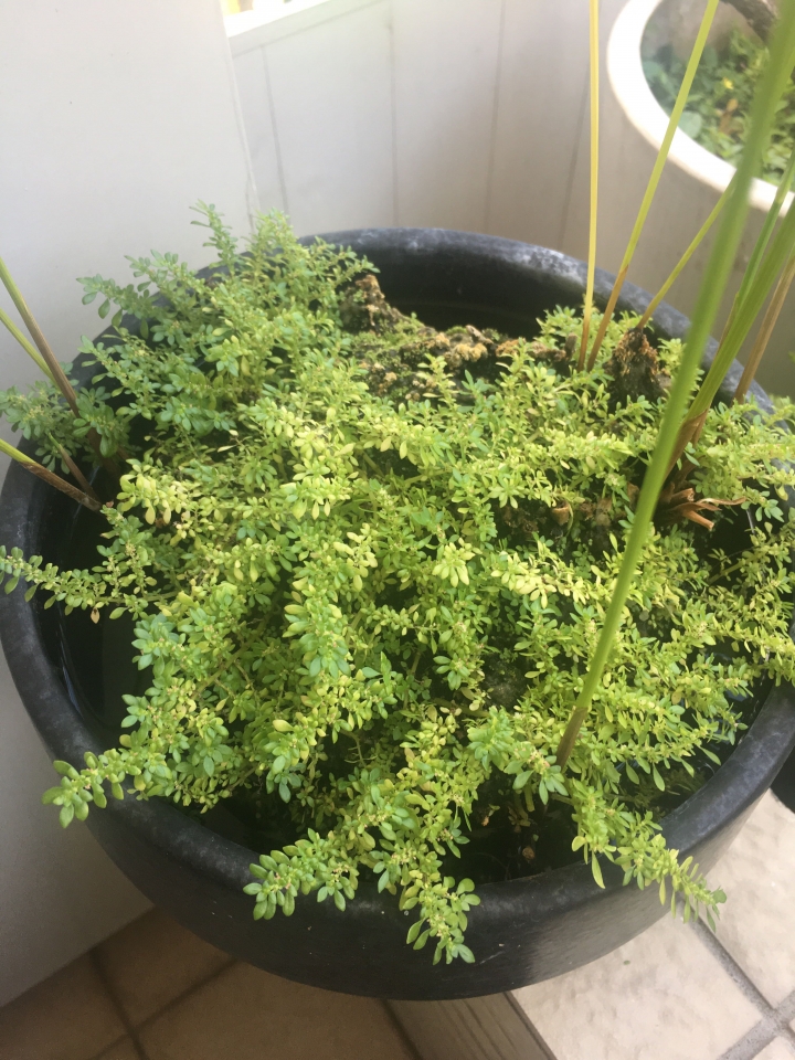 盆栽的雜草應該拔除嗎？