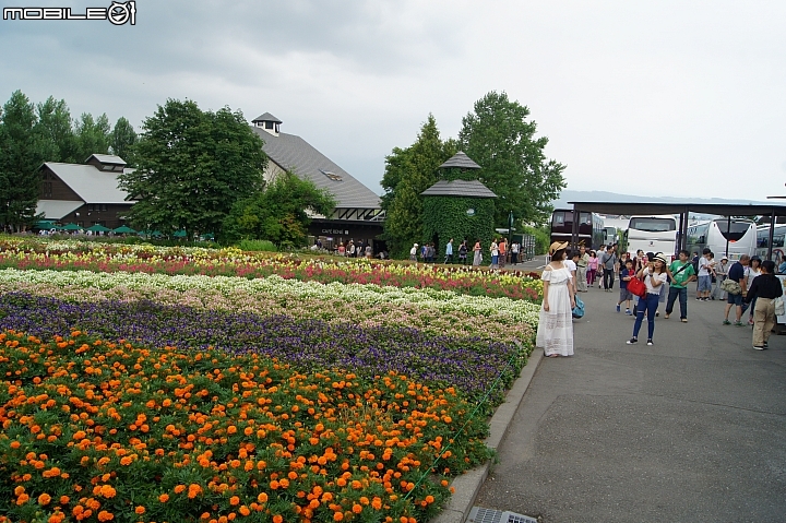 [北海道]富良野     富田農場