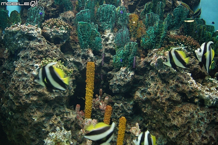 花蓮海洋公園
