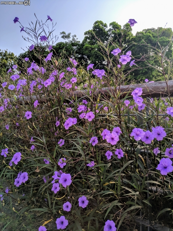 翠盧莉 台南市東區平實公園 08/30