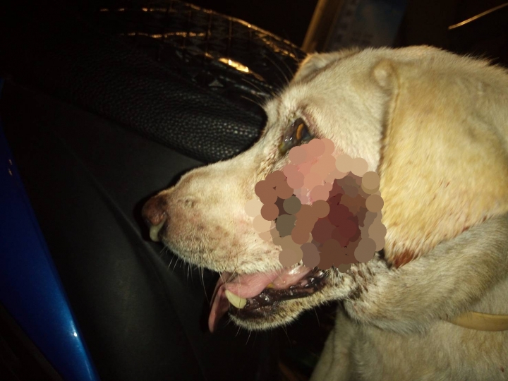 成功救援流浪在外,疑似臉部腫瘤狗狗小白