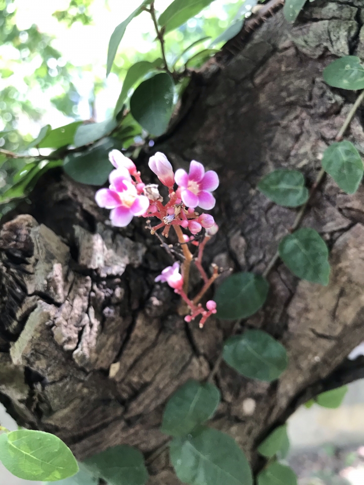 楊桃樹
