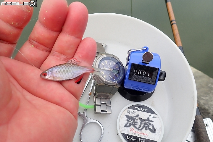 颱風後釣魚沒摃龜!但心情並不開心!(為本土魚種憂心~sorry~有點嘮叨!)