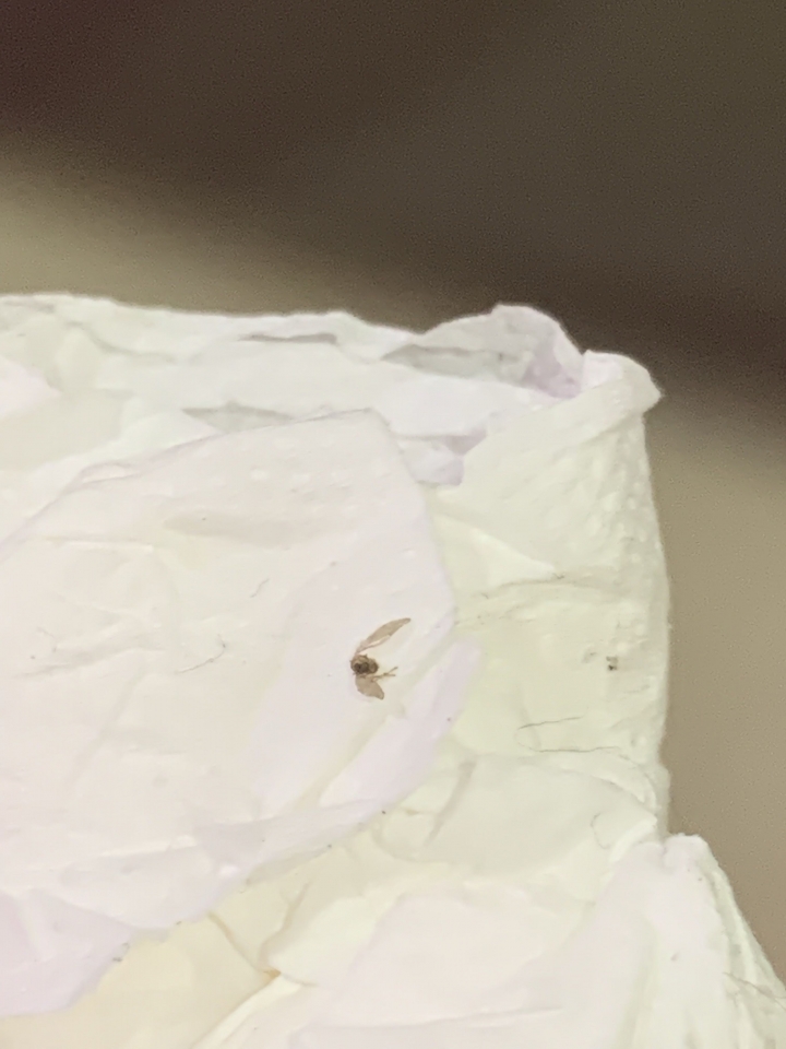 請問這是什麼蟲？