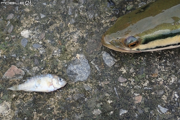 颱風後釣魚沒摃龜!但心情並不開心!(為本土魚種憂心~sorry~有點嘮叨!)