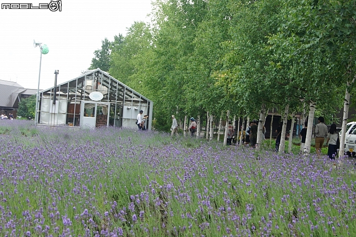 [北海道]富良野     富田農場