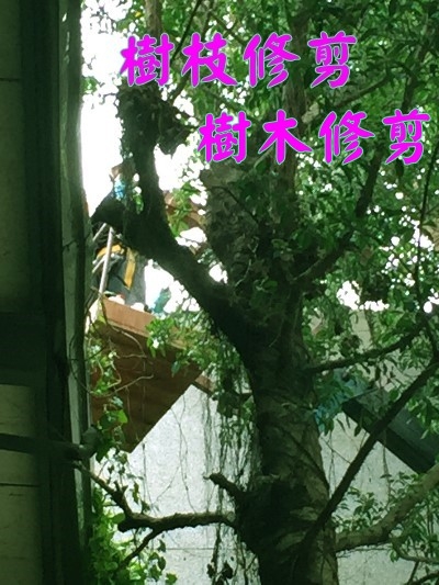 應該要怎麼修樹才會蚊子不會來呢?