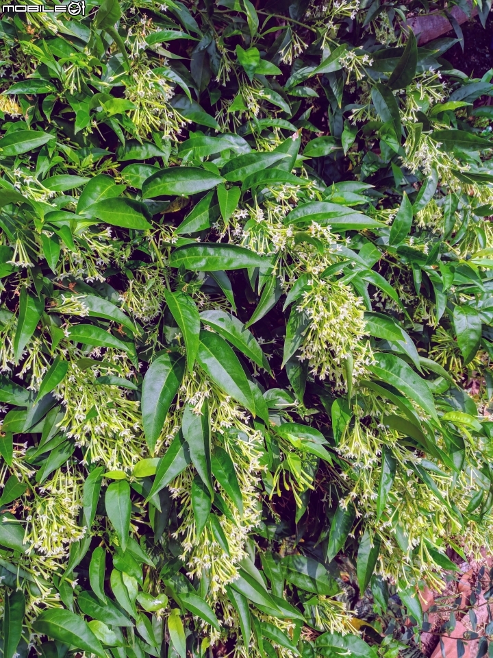 翠盧莉 台南市東區平實公園 08/30