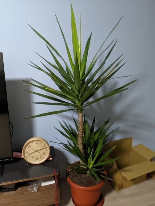 請問我的尤加怎麼了？葉子一直變黃