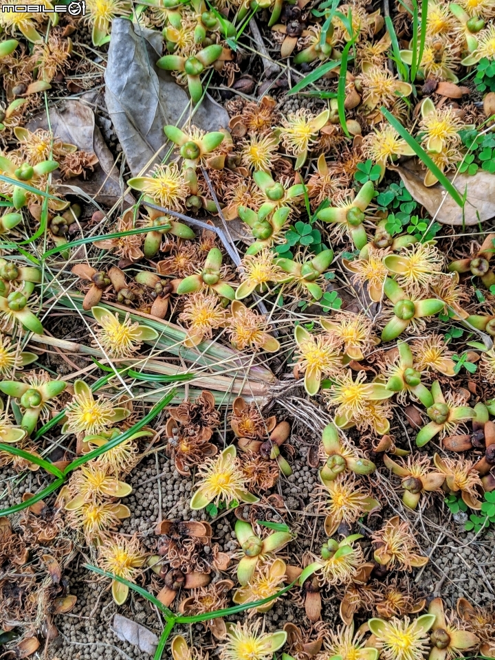 翠盧莉 台南市東區平實公園 08/30