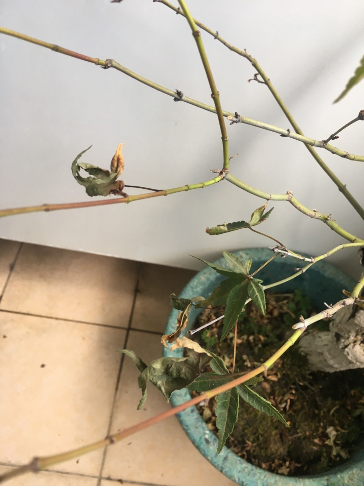 楓樹盆栽又枯葉